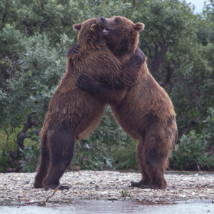 A picture showing two bears fighting each other