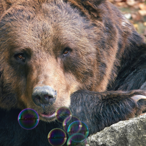 A picture showing a bear leaning its face on its forepaw. A few bubbles are seen in the foreground that appear to be coming from the bear's mouth.