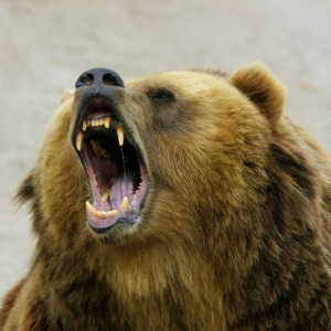 A picture of an angry bear with its mouth wide open and teeth bared.