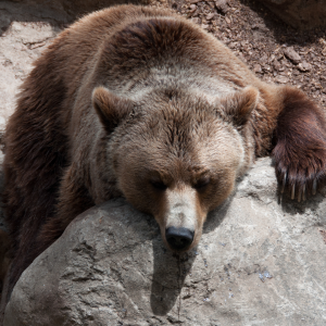 A picture showing bear sleeping on a rock basking in the sun